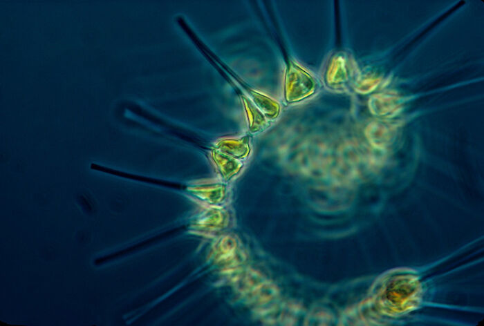 Chlorophyll a, or phytoplankton are an important part of the food chain.