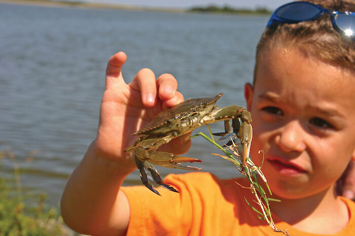 Blue crabs are an important species in Chesapeake Bay.