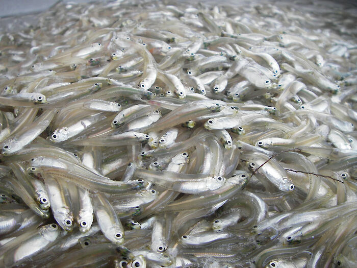 Bay anchovy is the largest schooling fish species in Chesapeake Bay (VIMS).