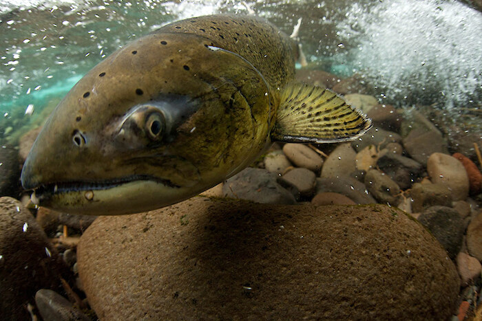 Remaining areas of cold water have become havens for temperature sensitive fish like trout and salmon. Photo courtesy of Dave Herasimischuk (Freshwaters Illustrated).