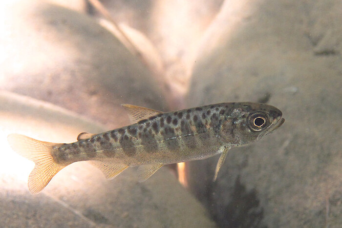 Juvenile chinook. Photo courtesy of NOAA.