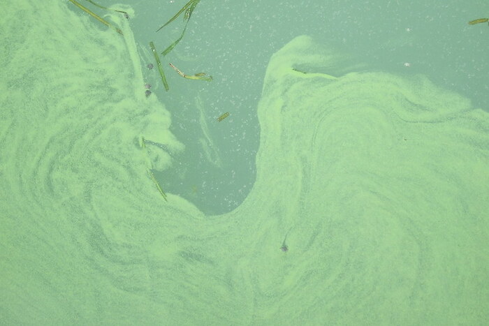 A close-up of an algal bloom in Lake Erie. Photo by Jeff Reutter via Flickr, CC BY.
