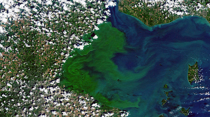 Blue-green algae growing in the Western Lake Erie Basin. Pphoto by Stuart Rankin via Flick CC BY-NC.