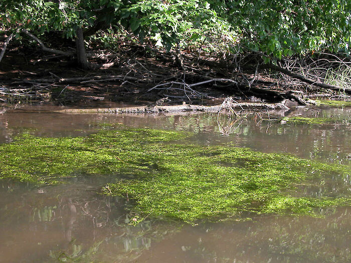 Excess nitrogen can fuel the algal blooms, like this one in the Tred Avon River.