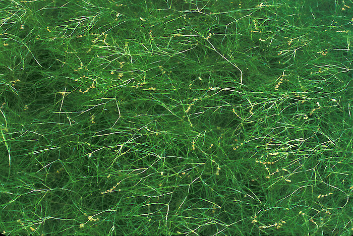 Aquatic grasses, such as Ruppia maritima provide important habitats for fish and other animals.