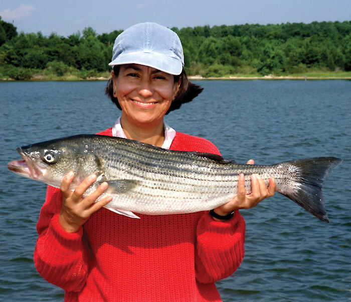 Striped bass is a key top predator in Chesapeake Bay.