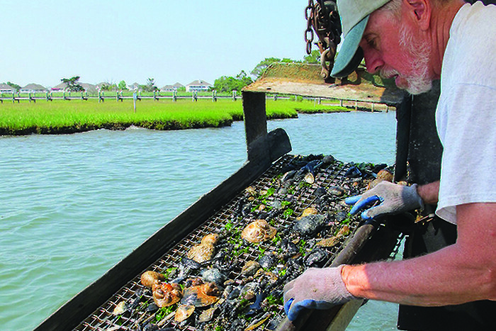 Monitoring shellfish in the Coastal Bays.