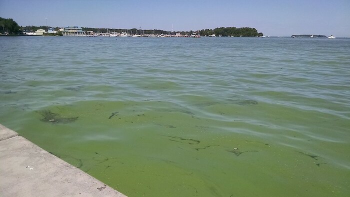 A view of Lake Erie's algae-tinted green water. Photo by Justin Chaffin via Flickr CC BY-NC 2.0