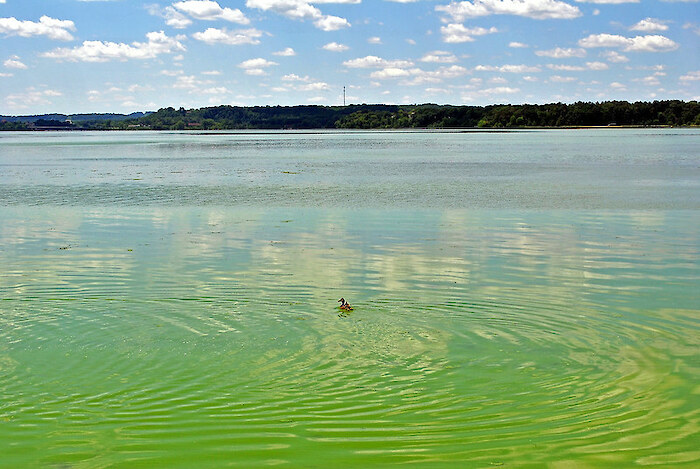 A duck floats in an algal bloom. Photo by Aaron Carlson via Flickr, CC BY.