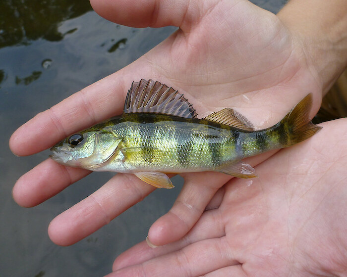 Lake Erie Yellow Perch - The Western Basin and Yellow Perch Forage