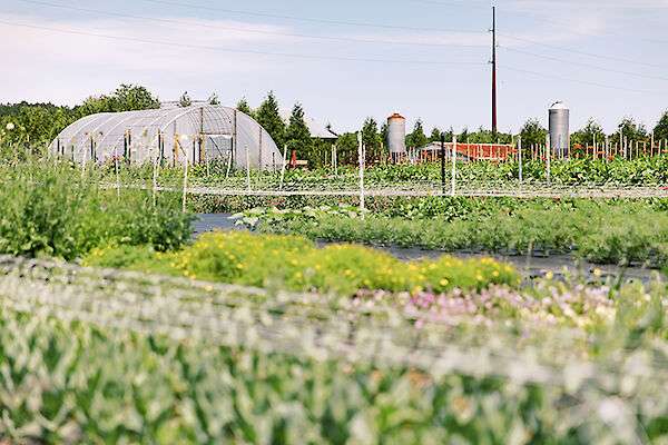 A participating farm in the Living Local project. Photo: Sarah Murray Photography.