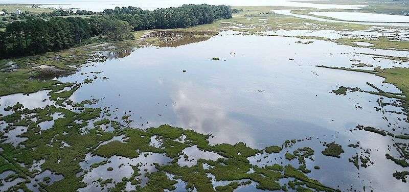 Tidal wetland loss at E.A. Vaughn Wildlife Management Area in Chincoteague Bay.