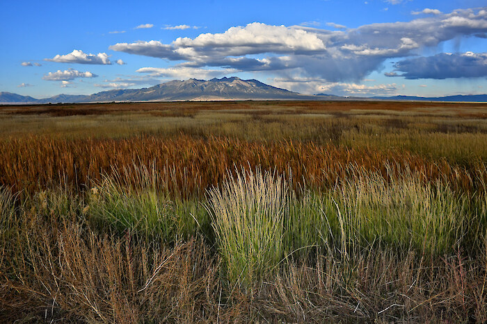 Wild grasses and Reeds in wetlands with the backdrop of Blanca Peak, Alamosa National Wildlife Refuge, Colorado, by John Nakata, via Adobe Stock Images.