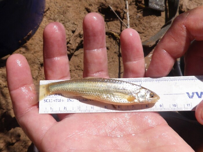 Senior silvery minnow, by US Army Corps of Engineers, via Flickr