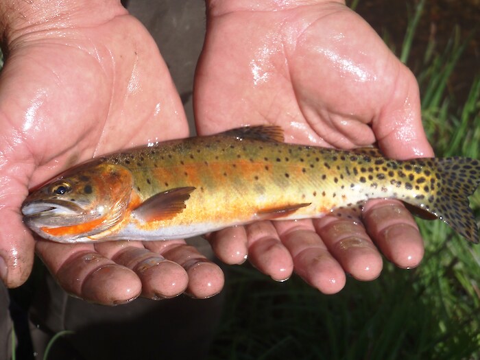 Rio Grande Cutthroat Trout collected in Willow Creek, by USFWS Fish and Aquatic Conservation, via Flickr.