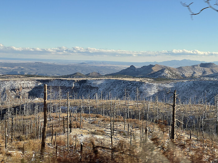 A burned forest outside of Santa Fe, NM, by Nathan Miller.