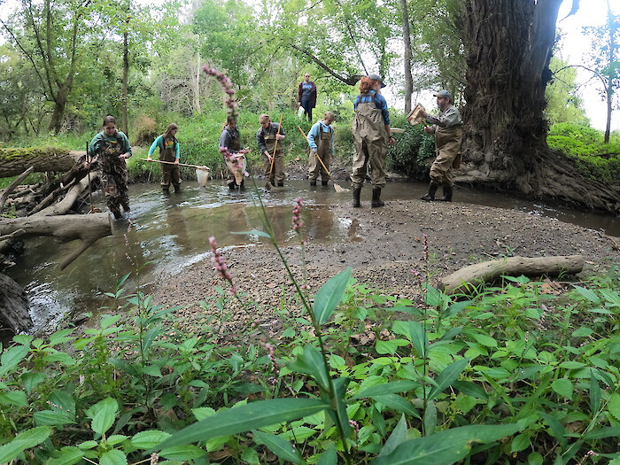 Volunteers wade through a forested creek that feeds into the River Raisin. Photo credit: River Raisin Watershed Council.