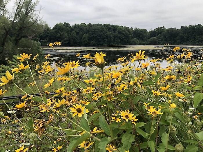 Wetland flowers along the Rouge River. Photo credit: Friends of the Rouge River.