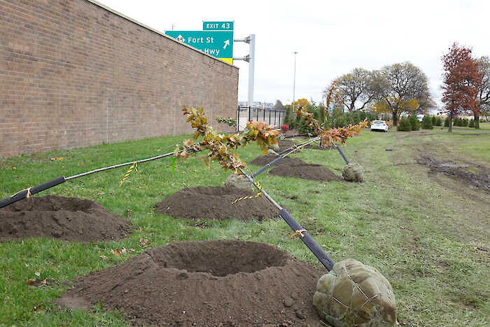 Planting more trees will improve coverage in the Rouge watershed. Photo credit: Friends of the Rouge River.