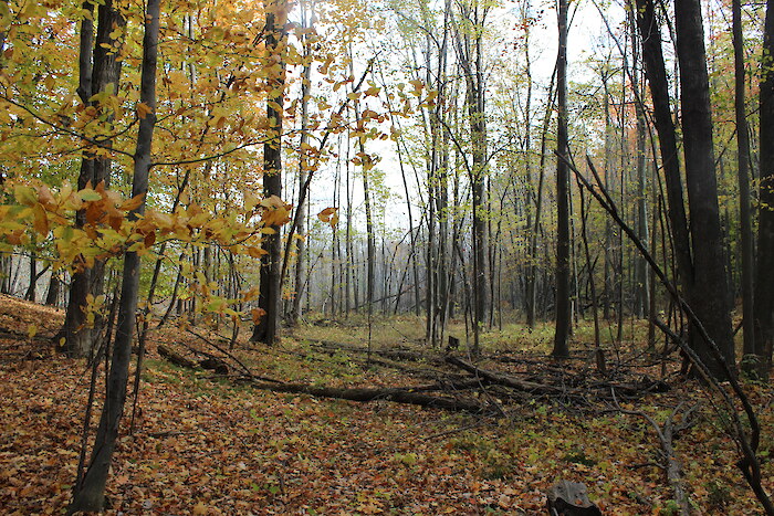 A forest scene photographed during a field assessment in Clinton, Michigan. Photo credit: Clinton River Watershed Council.