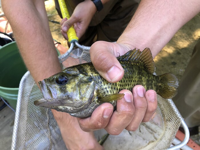 A fisher in Clinton, Michigan shows off a caught Rock Bass. Photo credit: Clinton River Watershed Council.