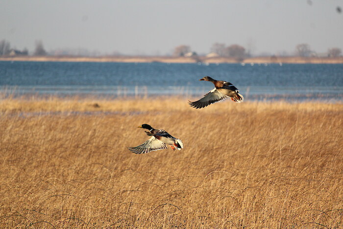 Mallards take flight in Clinton, Michigan. Photo Credit: Clinton River Watershed Council.