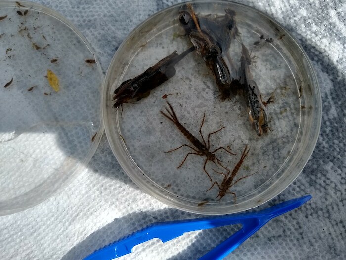 Small invertebrates are caught and studied during a river assessment in Clinton, Michigan. Photo credit: Clinton River Watershed Council.