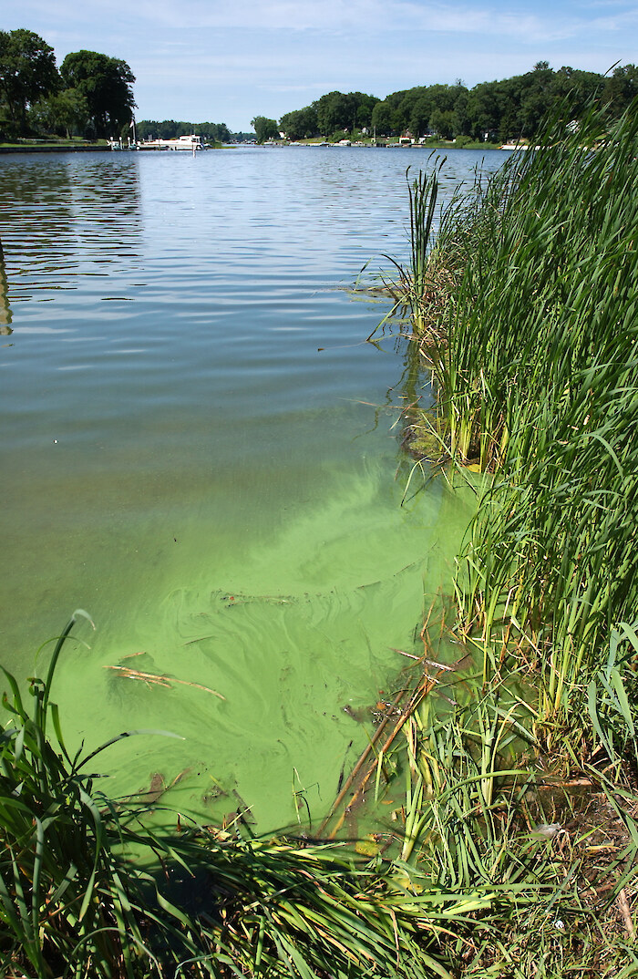 An example of an algal bloom that can result from too much Nitrogen in the river. Photo credit: Michigan Sea Grant.