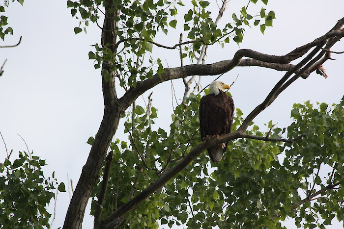 Bald Eagle sighting on Hambug Island. Photo credit: Friends of the Detroit River.