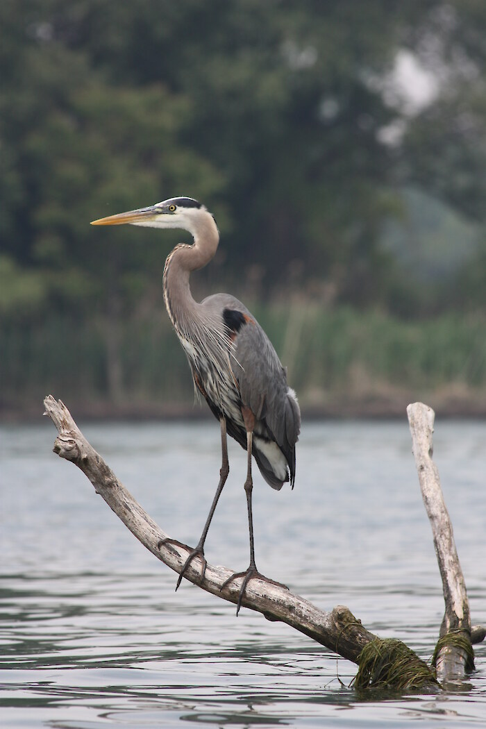 A blue heron perched on a long in the Detroit River. Photo credit: Friends of the Detroit River.