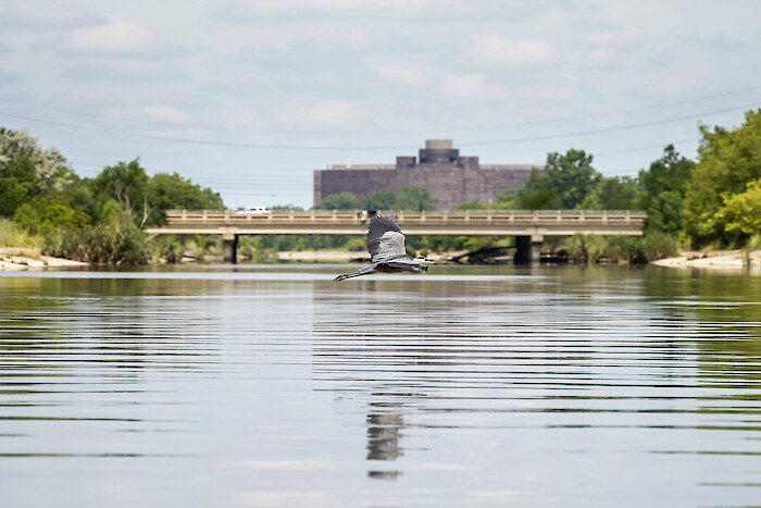 A heron flies over the Rouge River. Photo credit: Friends of the Rouge River.